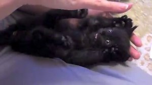 Here's an awwdorable clip of kitten Cole to make your Monday a little brighter :) | Cole & Marmalade