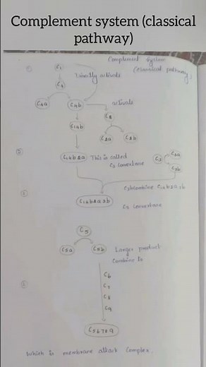 complement system ( classical pathway) #immunology #biology #complementsystem