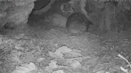 Rare flightless New Zealand parrot hatches egg