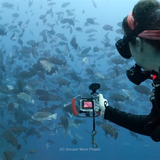REEF | After two days of stormy weather, the Grouper Moon team is back in the water! 🐟 For more than two decades, the Grouper Moon Project has... | Instagram