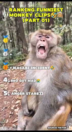 RANKING THE FUNNIEST MONKEY CLIPS😂🙏 #shorts