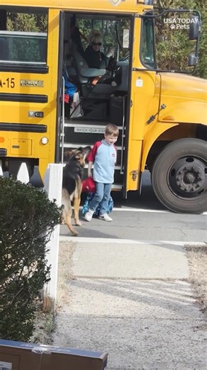 Every day, this German shepherd is waiting at the school bus when his favorite people get home! #usatodaypets | Humankind