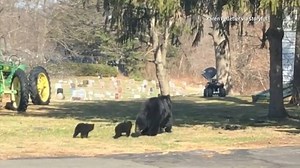 At this point, we'll take ANY sign of Spring. What could be more springlike than a Momma Bear walking her cubs through a Massachusettes neighborhood? | America's Morning Headquarters