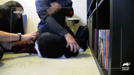 81K views · 1K reactions | Skylar, a tuxedo cat, is tortured by fear and aggression toward her tail, which keeps her guardian Kristy in constant distress. When Skylar gets really aggravated, she’ll violently attack Kristy. Jackson comes on the scene and diagnoses Skylar with Feline hyperesthesia syndrome, and tries to fix the situation. Stream #MyCatFromHell on discovery+ | Animal Planet | Facebook