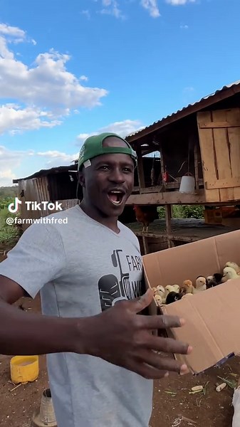 Managing One Day Old Kyenjeji Chickens: Essential Tips