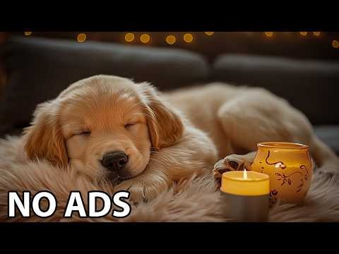 12 Hours Dogs Music 🐾 Dogs Calming Music 🎶 Gentle Soundscape For Calm Dog Mood And Emotional Comfort