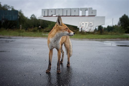 5 seriously strange ways wildlife is changing inside Chernobyl | BBC Science Focus Magazine