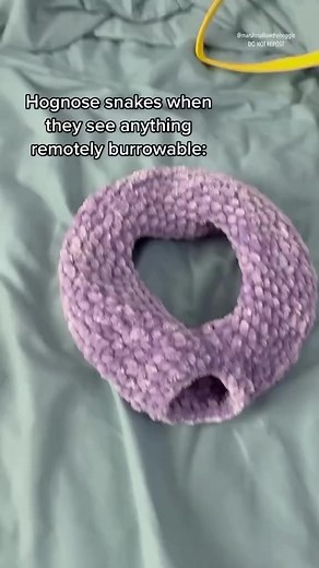 So beautiful 😍✨ #cutepets #cutesnake #reptilelover #snakelove #snakelife #snakelover #snake | Perfect World