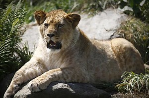 Police reveal South Yorkshire beast details after DNA confirms UK big cat