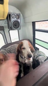 Dog walker with school bus full of pets has 'best job in the world' 💚 Mo Thompson, founder of Mo Mountain Mutts operates dog walking services in Skagway, Alaska, and her clients are the cutest, with viewers asking 'is this the bus we take to heaven?' The mobile #dogsoffacebook 🐾. #dogsofinstagram | Protect All WildLife