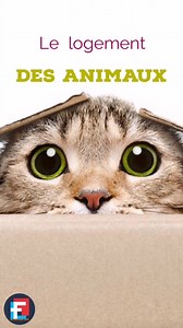 🔥📣🧨🎉🚧🚨📢🔥 Chaque animal a son propre habitat, adapté à ses besoins. Explorez les lieux où ils se sentent vraiment chez eux ! #Animaux #Nature #Éducation #Environnement #HabitatAnimaux #VieSauvage #Découverte #Planète #ProtectionAnimale #Documentaire #Biodiversité #Science #AmoureuxDesAnimaux #Écosystème #SaviezVous #Conservation #AnimauxSauvages #MondeAnimal #FauneFlore #InspirationNature #NatureLovers #PlanèteTerre #VieEnPleineNature #CuriositéNature #InfoNature | Le FLE pour Tous