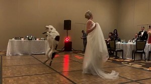 11M views · 10K reactions | Today was a big day! - - So happy to have Hero by my side through my life’s journey. We had a Super night  | The Super Collies | Facebook