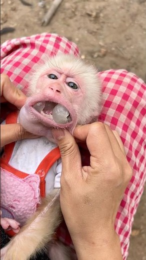 Baby monkeys eat poisonous black seeds. The mother monkey helps her baby monkey detoxify.#monkey