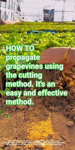 HOW TO propagate grapevines using the cutting method. It's an easy and effective method.