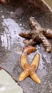 354K views · 13K reactions | Moon snail reveal at the end 邏 #moonsnail #giantsnail #seastar #nudibranch #seaslug #intertidal #seattle #marinebiology #seacreatures #ocean #oceanlife | Nudibranch Nerd | Facebook