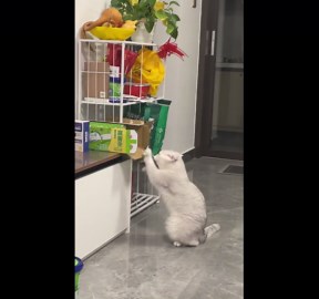 Curious cat scratches snack box in Guangdong, China