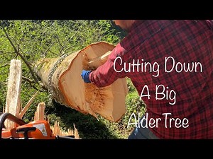 Cutting Down a Big Alder Tree, Tending the Land, Selective Logging, DIY Tree Removal
