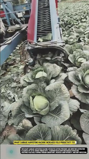 Smart cabbage harvesting machine increases field productivity 72%