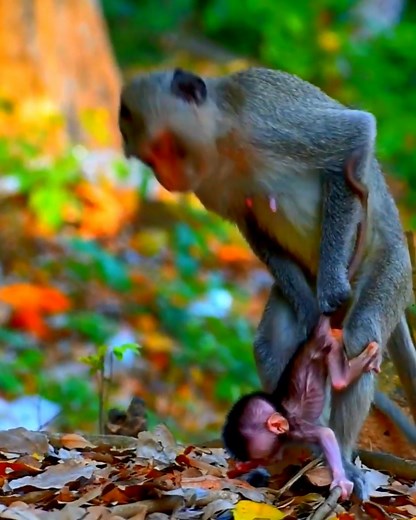 Millions pitiful poor baby monkey crying so terrify by big monkey hurt bad on him | Entertainment Monkey Galaxy