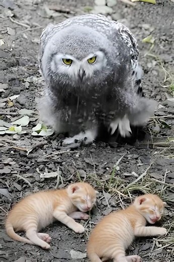 The Owl Who Stood Guard Over Two Freezing Kittens