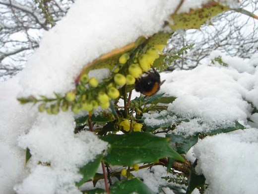 Winter active bumblebees - Bumblebee Conservation Trust