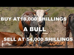 Beef farming in Kenya: how much money can you make?