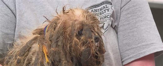 Missouri Humane Society rescues 150 dogs in hoarding case