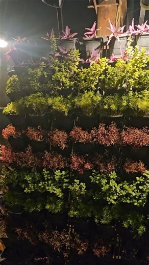 Low Budget Vertical Garden Setup Guide | कम खर्च में घर की दीवारों को दें नया लुक #shorts #homedecor