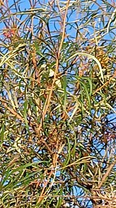 Blue-faced honeyeater loves the Grevillea flowers | Six Grey Parrots