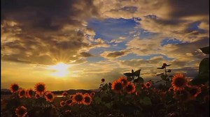 Bạn có thích hoa hướng dương không #chill #hoahuongduong #xuhuong #binhyen #peaceful
