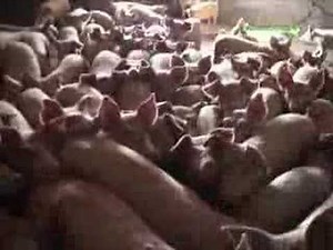 Intensive pig farm conditions