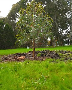 In celebration of National Tree Day yesterday, we spoke to Matt Baxter one of our Technical Officers in our Arboriculture Team about tree planting in the city 🌳🌲 This year, the City of Adelaide is aiming to plant just over 300 trees within our city spaces and Park Lands. | City of Adelaide