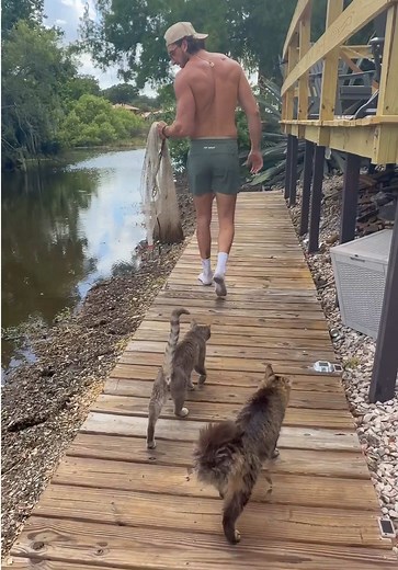 meet the bayou cats. 🐈 | cats