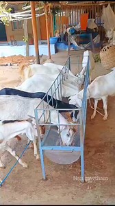 412K views · 7.3K reactions | Feeder for goat #geatfeeder #sheep #sheepfeeder #feedertray #tray #goat | Nan Gowtham | Facebook