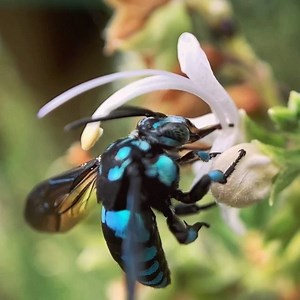 🐝 It's World Bee Day! 🐝 A day to celebrate the vital importance of these magnificent pollinators. This is handsome bee is a Neon cuckoo bee which can be found throughout most of Australia! We love our bees as they contribute to stable and healthy food supplies. Around 75 per cent of the main food crops benefit from bee pollination including almonds, avocados, blueberries and broccoli! Thanks bees! 📹 by Mirabai Nicholson-Mckellar | @mirafilm | Gardening Australia
