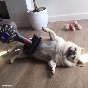 242K views · 2.2K shares | This video will make your day!藍  Insta: @tongue_pug | Pugs Central | Facebook