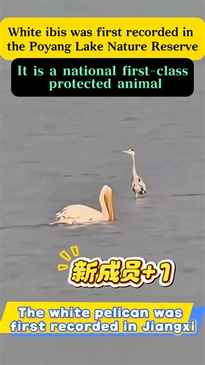 🦢 Poyang Lake, Jiangxi丨First Record of a White Pelican 🔭 During a recent birdwatching outing in Yugan waters, an enthusiast spotted a white pelican—marking its first-ever record in the Poyang Lake Nature Reserve. 🌱 The sighting updates Jiangxi’s bird list and adds a new nationally protected species to the province’s wildlife records.（via 江西新闻联播） #Jiangxi #WonderfulJiangxi #PoyangLake #WildlifeDiscovery #Birdwatching #NatureConservation | Jiangxi, China