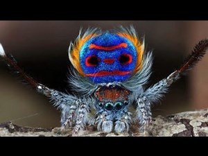 Top 10 Most AMAZING Spiders In The World | Astonishingly Beautiful Spiders