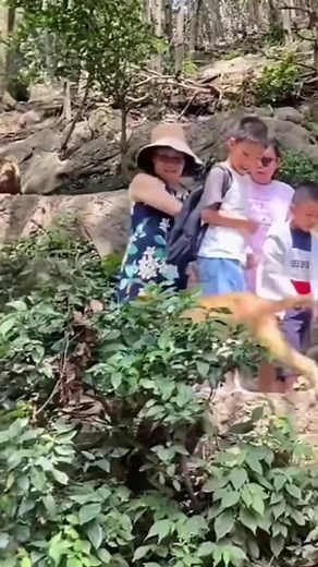 Playful Monkeys Interacting in a Beautiful Park