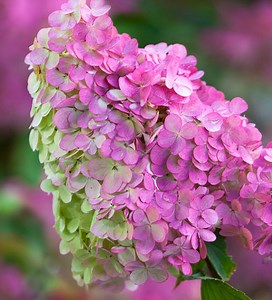 Hydrangea paniculata 'Vanille Fraise'