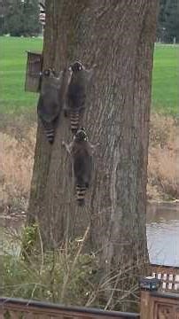 Cute Raccoon Invasion and Tree Climb 🦝❤️