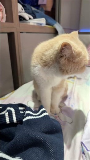 cat Egyptian trend on Lily ￼