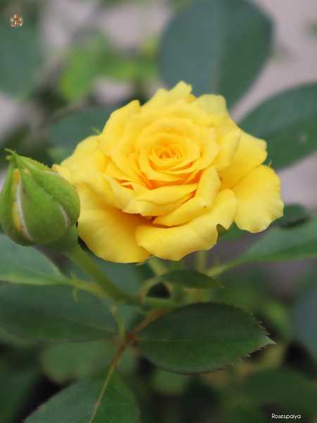 Have a nice day. | Roses