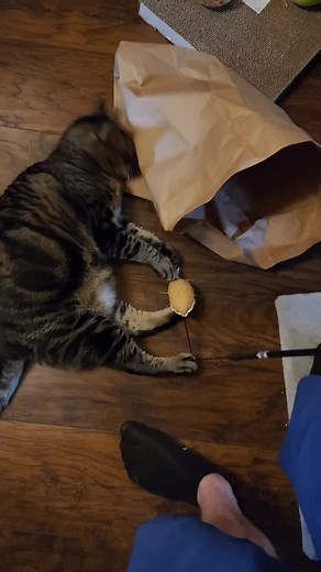 crazy cat loves running into things. #bags #catsoftiktok #funny #funnycat #tarzan