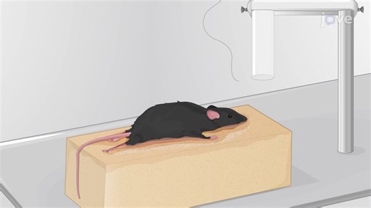 Technique to Induce Post-Traumatic Seizures in a Mouse Model via a Weight Drop Traumatic Injury