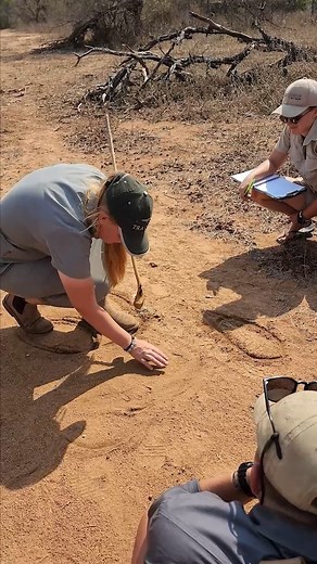 @sam_tracking again gifts us with tips on hyena tracks, more importantly ways of identifying the tracks beyond just the usual ways we are told or learn about. #trackandsign #hyena | Bushwise