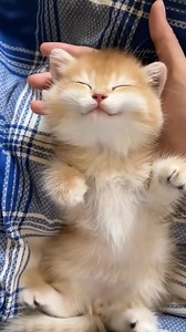 25K views · 2.2K reactions | Little Fluff, Big Dreams #KawaiiCat #cute #catviral #kitten #catnap #asmr #猫 #meow #推しニャン #癒し | Baby Cat | Facebook