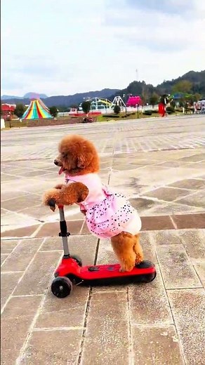 爱骑滑板车的布丁