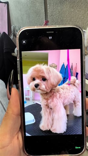 Realistic Dog Grooming: Inspo vs. Reality