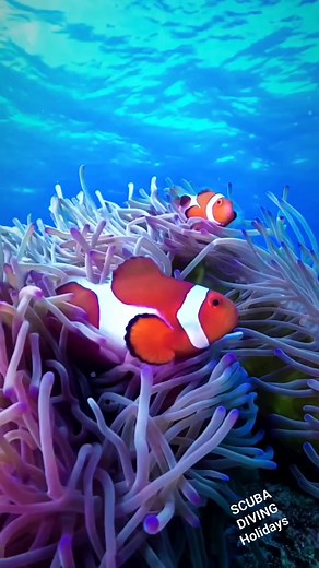 3.4K views · 167 reactions | Amazing orange clown fish and pink anemone  視  #findingnemo #nemo #clownfish #clowns #anemone #viralreels2024 #viralreelsfb #viralvideoシ #underwaterlife #underwaterworld #underwaterphotography #scuba #sea #redsea #scubalife | Scuba Diving Holidays | Facebook